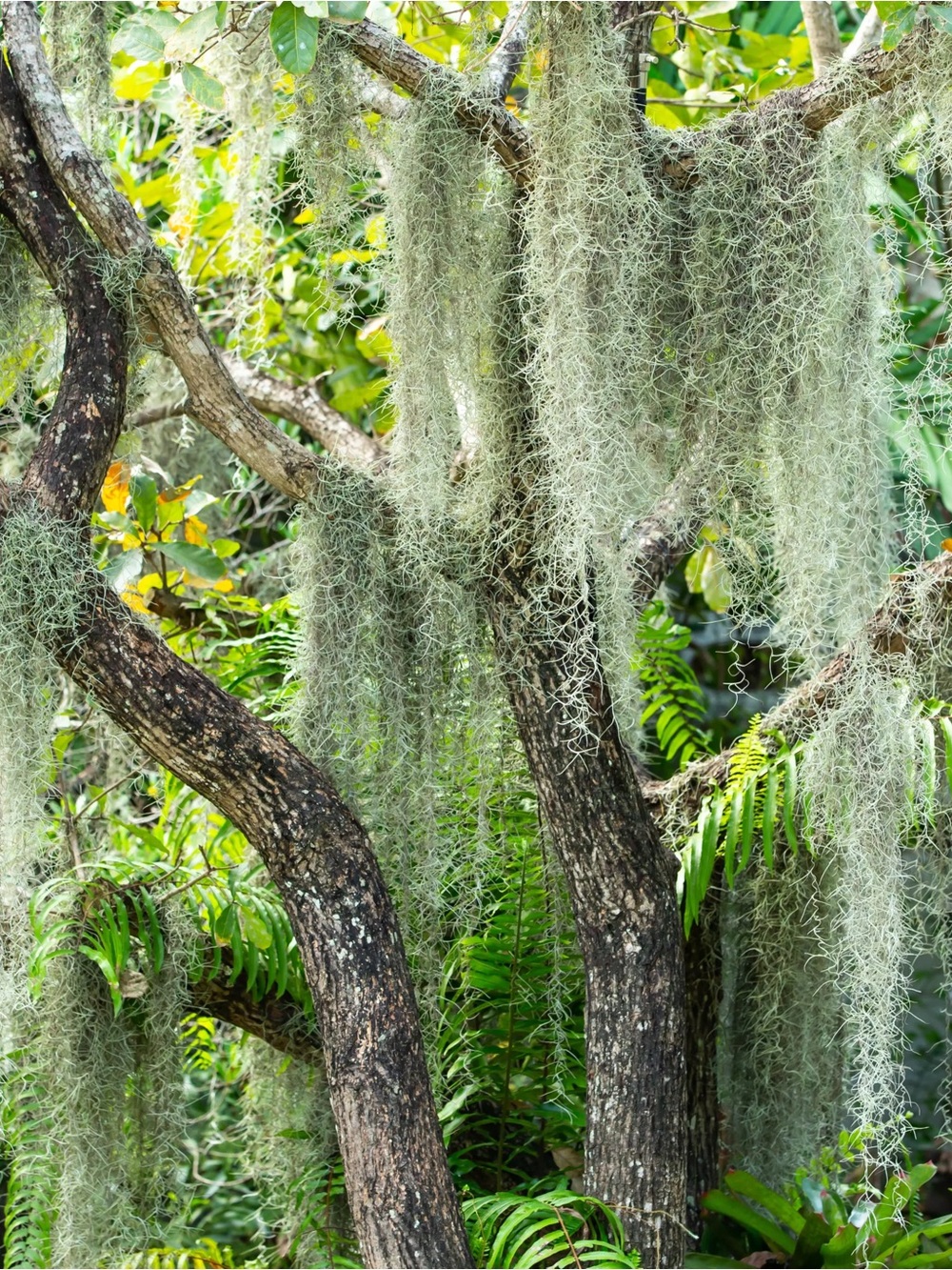 Organic Florida Spanish-moss live
